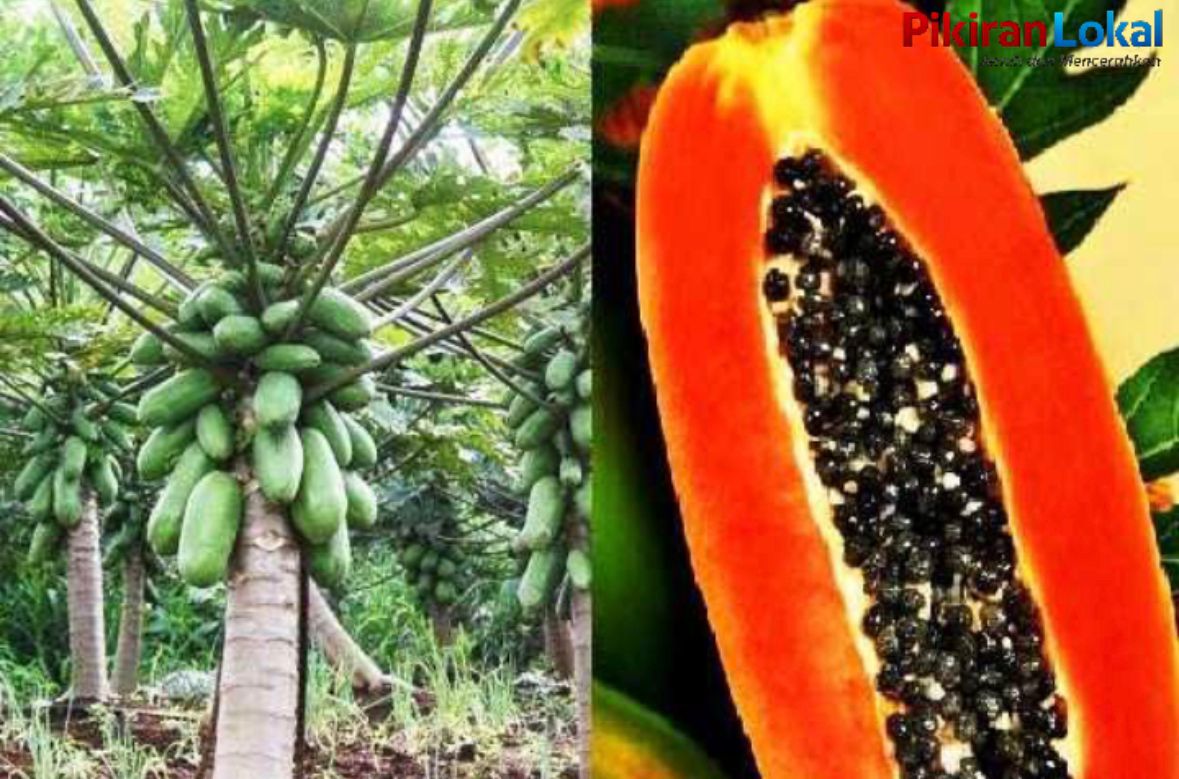 Tambang Nikel dan Buah Pepaya yang Diabaikan