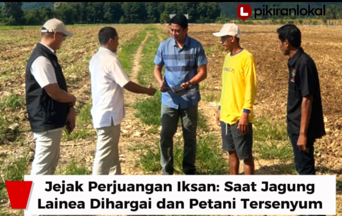 Jejak Perjuangan Iksan: Saat Jagung Lainea Dihargai dan Petani Tersenyum